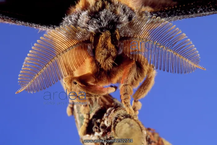 : Chinese Oak Silk Moth - close-up : Chinese Oak Silk Moth - close-up