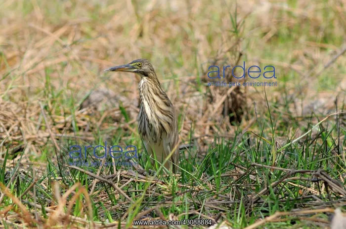 : Chinese Pond Heron : Chinese Pond Heron