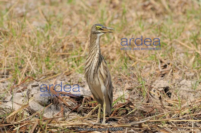 : Chinese Pond Heron : Chinese Pond Heron