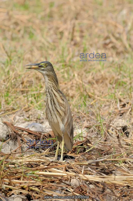 : Chinese Pond Heron : Chinese Pond Heron