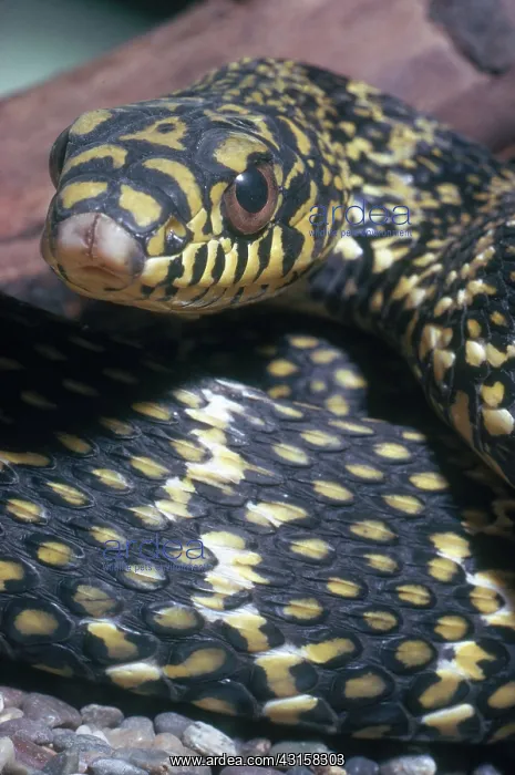 : Chinese Rat Snake : Chinese Rat Snake