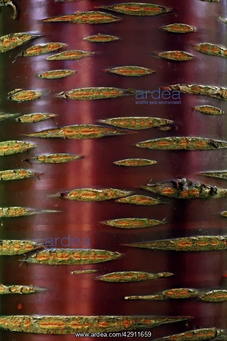 : Chinese Red-Barked Birch Tree - detailed study : Chinese Red-Barked Birch Tree - detailed study
