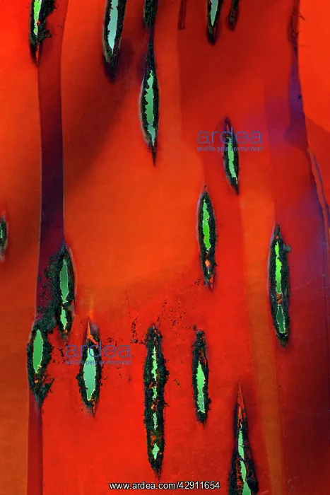 : Chinese Red-Barked Birch Tree - sunlight shining : Chinese Red-Barked Birch Tree - sunlight shining