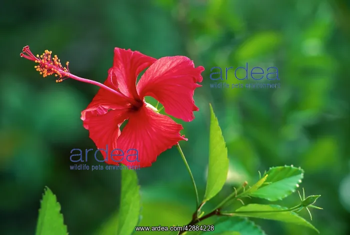 : Chinese Rose : Chinese Rose