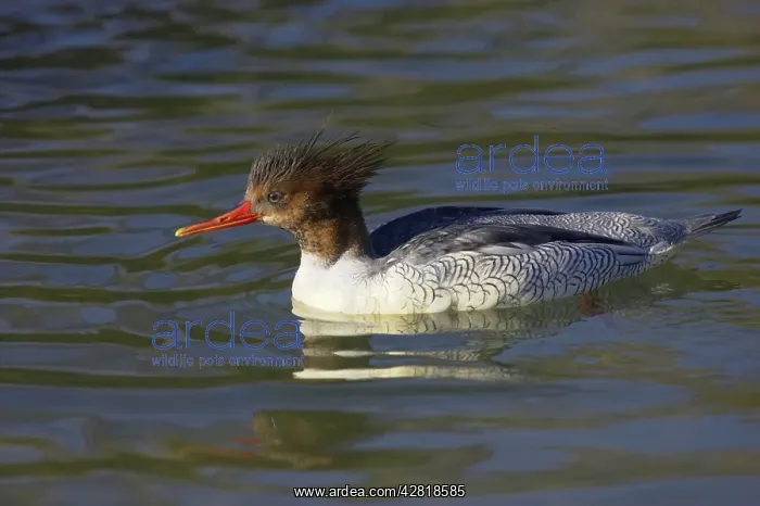 : Chinese or Scaly Merganser - Female : Chinese or Scaly Merganser - Female