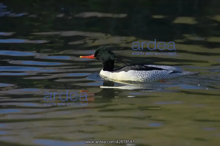 : Chinese or Scaly Merganser - Male : Chinese or Scaly Merganser - Male