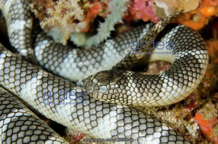 : Chinese Sea Snake : Chinese Sea Snake