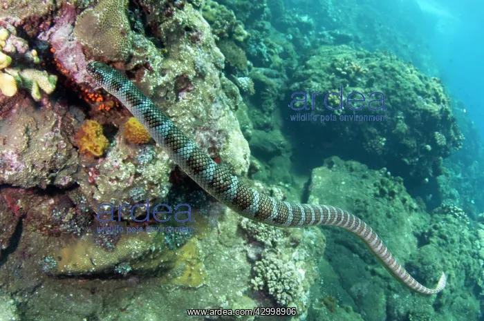 : Chinese Sea Snake - Red Cliff dive site, Manuk Island : Chinese Sea Snake - Red Cliff dive site, Manuk Island