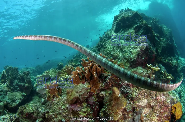 : Chinese Sea Snake - Red Cliff dive site, Manuk Island : Chinese Sea Snake - Red Cliff dive site, Manuk Island