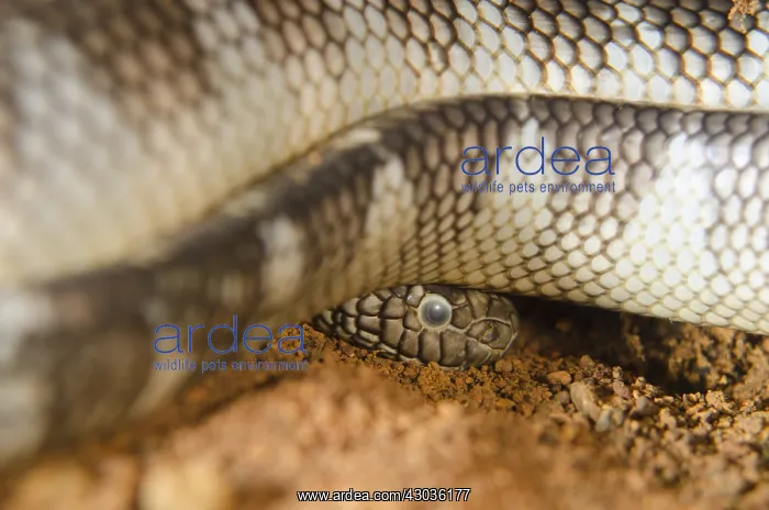 : Chinese Sea Snake - Red Cliff dive site, Gunung : Chinese Sea Snake - Red Cliff dive site, Gunung