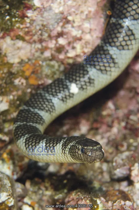 : Chinese Sea Snake - Snake Ridge dive site, Gunung : Chinese Sea Snake - Snake Ridge dive site, Gunung