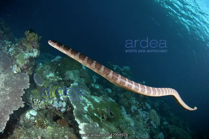 : Chinese Sea Snake - Snake Ridge dive site, Manuk : Chinese Sea Snake - Snake Ridge dive site, Manuk