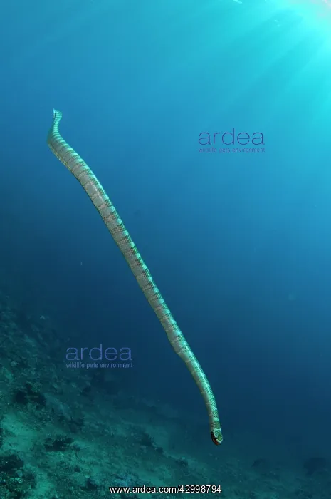 : Chinese Sea Snake - with sun in background - Snake : Chinese Sea Snake - with sun in background - Snake