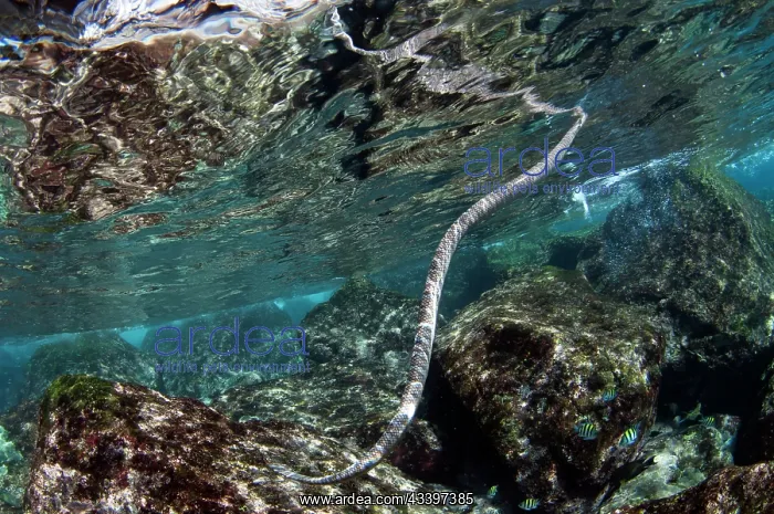  : Chinese Sea Snake at surface breathing