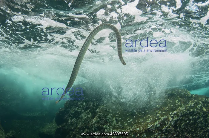 : Chinese Sea Snake at surface breathing : Chinese Sea Snake at surface breathing