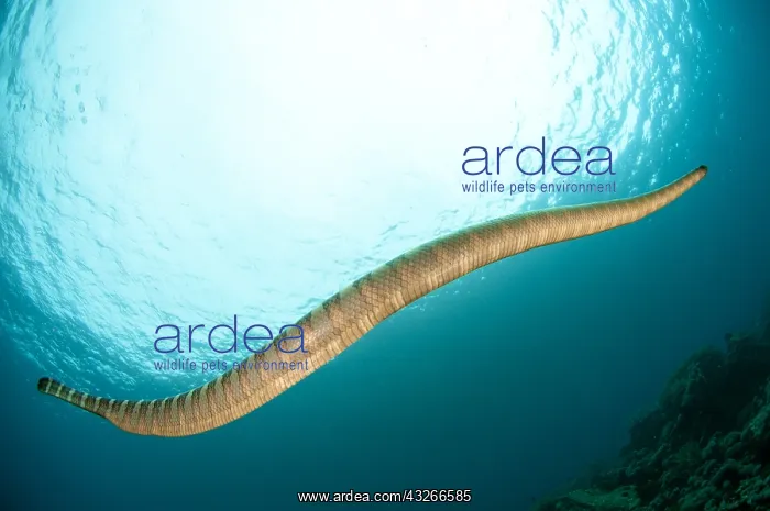 : Chinese Sea Snake - swimming towards sun - Snake : Chinese Sea Snake - swimming towards sun - Snake