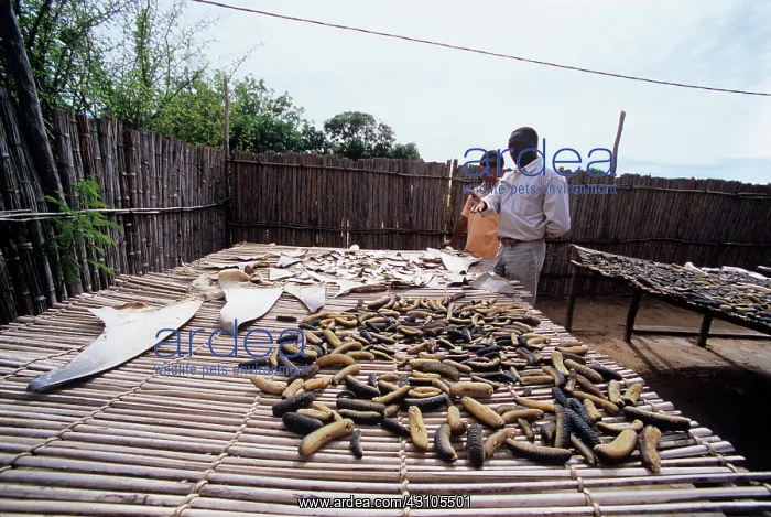 : Chinese shark fin / sea cucumber dealer : Chinese shark fin / sea cucumber dealer