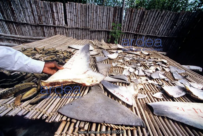 : Chinese shark fin / sea cucumber dealer : Chinese shark fin / sea cucumber dealer
