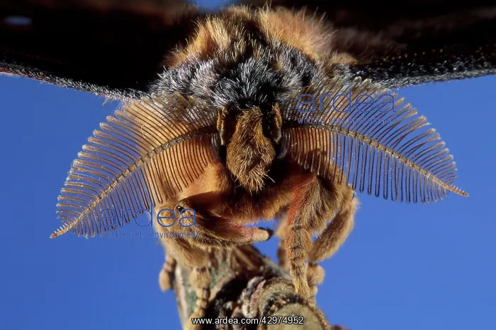 : Chinese Silkworm Moth - male - detail of the head : Chinese Silkworm Moth - male - detail of the head