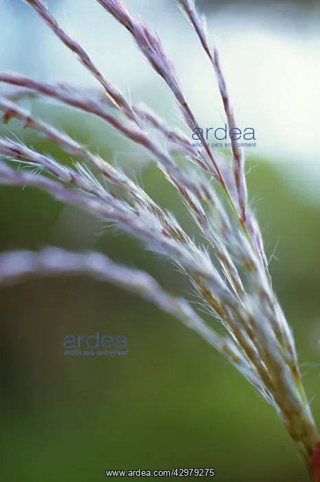 : Chinese Silver Grass : Chinese Silver Grass