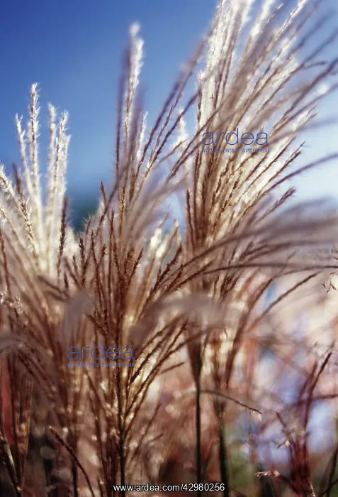 : Chinese Silver Grass : Chinese Silver Grass