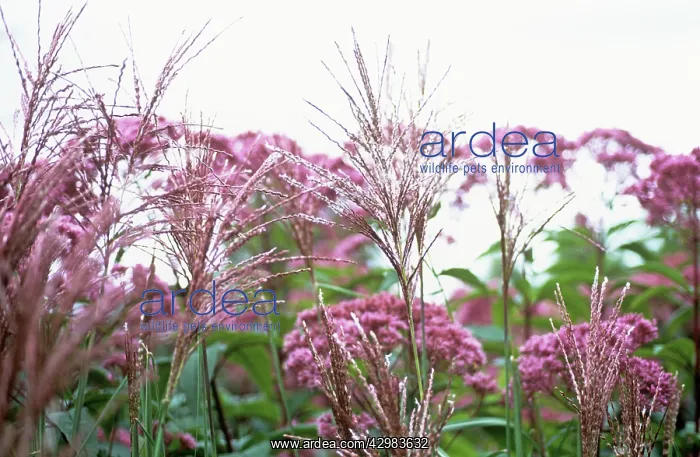 : Chinese Silver Grass : Chinese Silver Grass