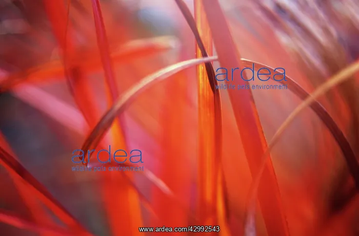 : Chinese Silver Grass : Chinese Silver Grass