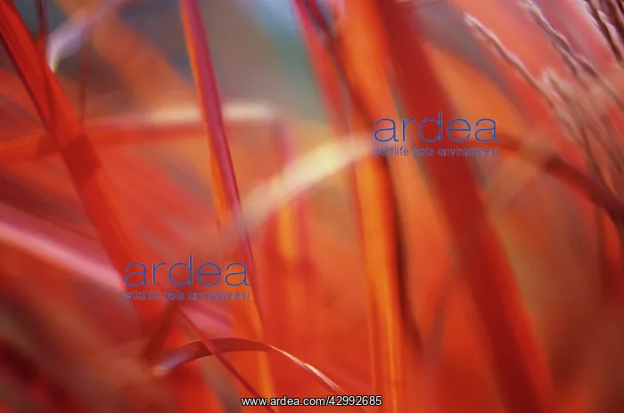 : Chinese Silver Grass : Chinese Silver Grass