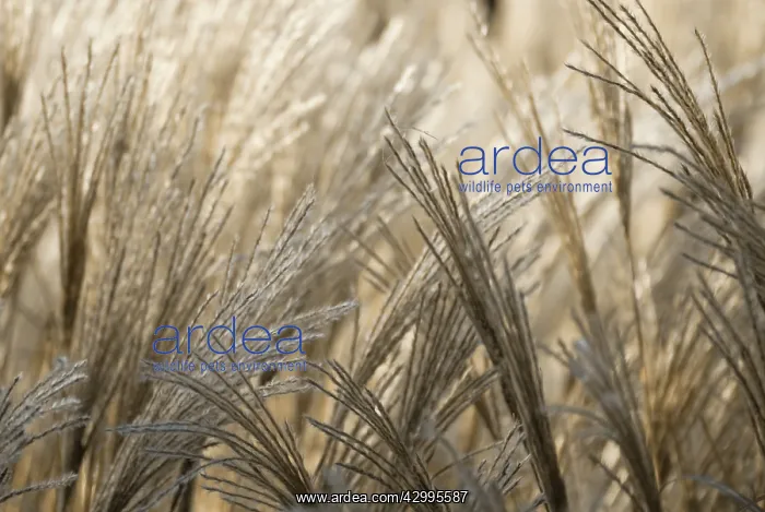  : Chinese Silver Grass