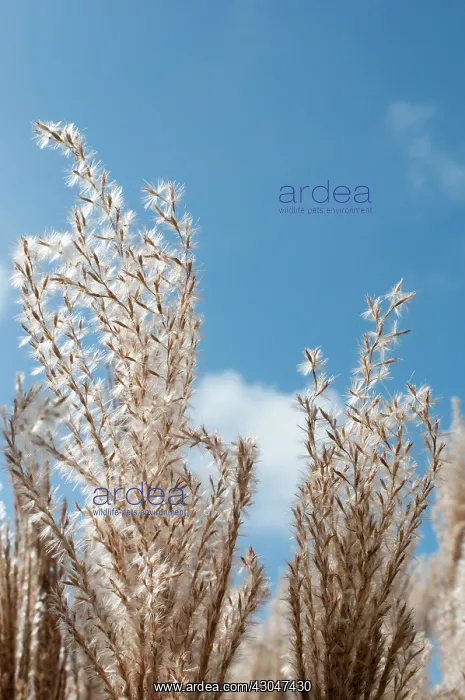 : Chinese Silver Grass : Chinese Silver Grass