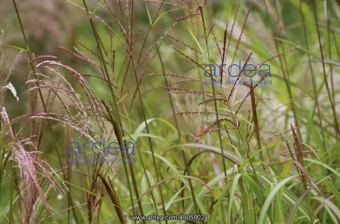 : Chinese Silver Grass : Chinese Silver Grass