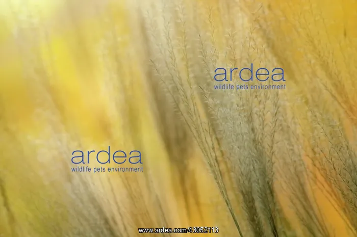 : Chinese Silver Grass : Chinese Silver Grass