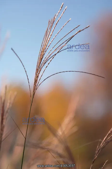 : Chinese Silver Grass : Chinese Silver Grass
