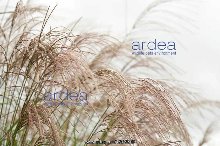 : Chinese Silver Grass : Chinese Silver Grass