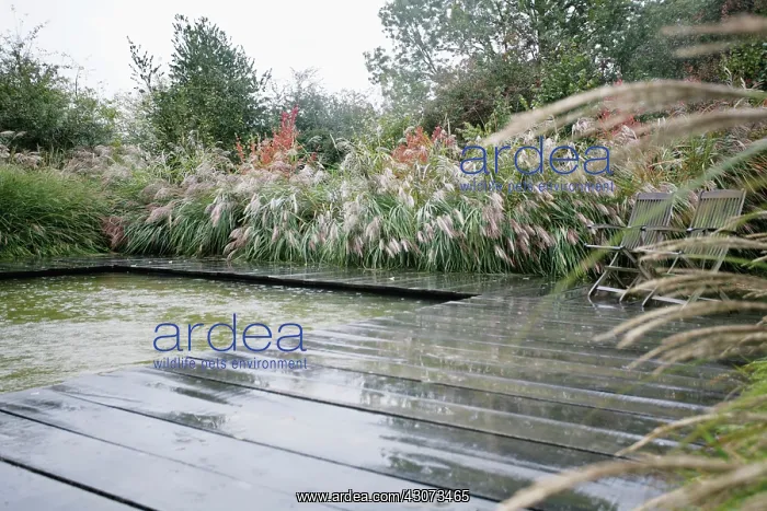 : Chinese Silver Grass : Chinese Silver Grass