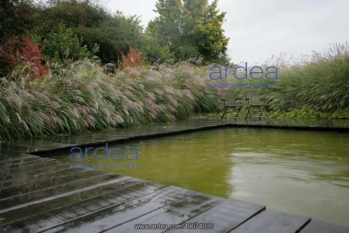 : Chinese Silver Grass : Chinese Silver Grass