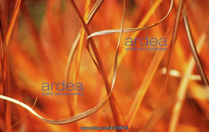 : Chinese Silver Grass : Chinese Silver Grass