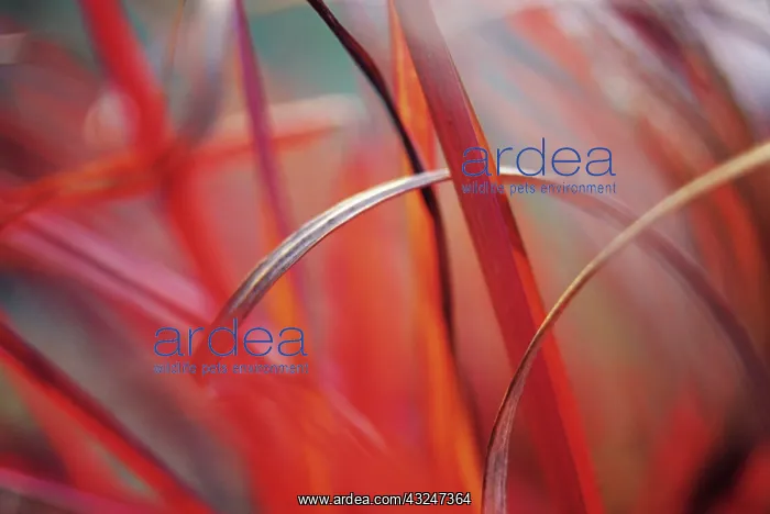 : Chinese Silver Grass : Chinese Silver Grass