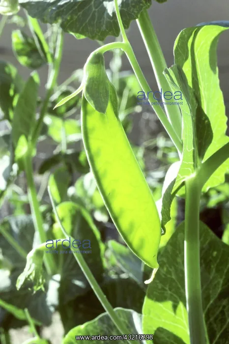 : Chinese Snow Pea (Pisum sp.) : Chinese Snow Pea (Pisum sp.)
