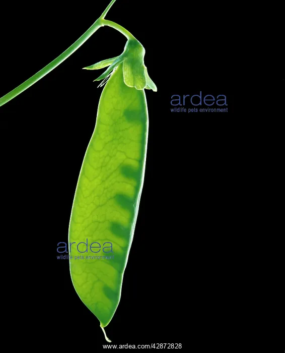 : Chinese Snow Pea - Pod with young peas visible : Chinese Snow Pea - Pod with young peas visible