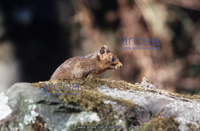 : Chinese SQUIRREL : Chinese SQUIRREL