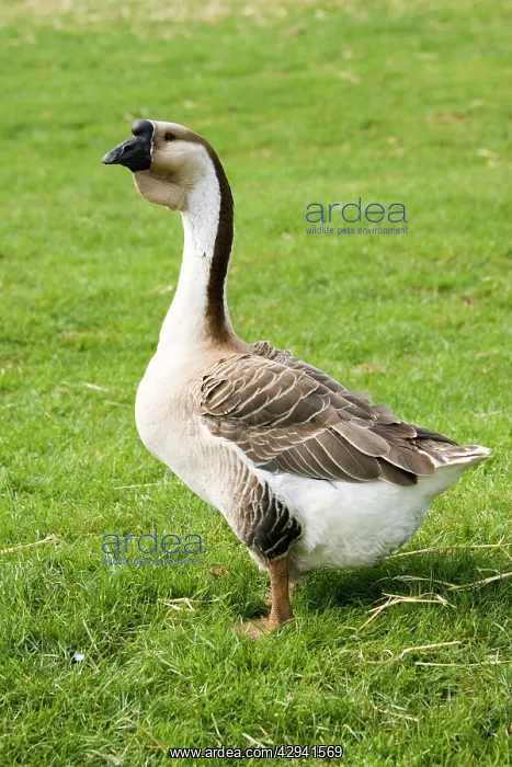 : Chinese / Swan goose - bred from the Asian Swan : Chinese / Swan goose - bred from the Asian Swan
