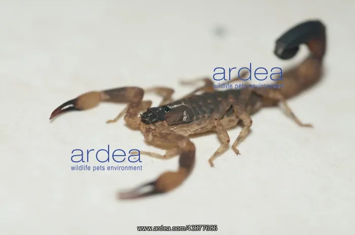 : Chinese Swimming Scorpion : Chinese Swimming Scorpion