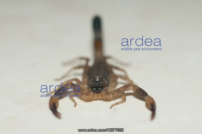  : Chinese Swimming Scorpion