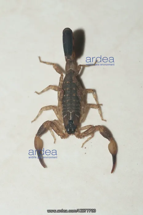 : Chinese Swimming Scorpion : Chinese Swimming Scorpion