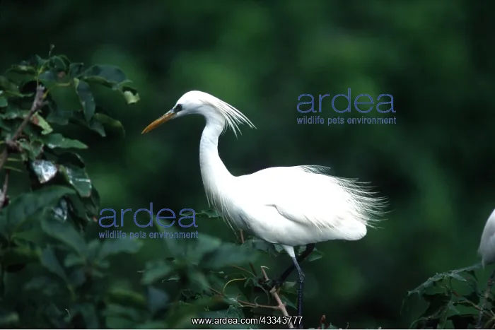: CHINESE / Swinhoe's EGRET - on tree : CHINESE / Swinhoe's EGRET - on tree