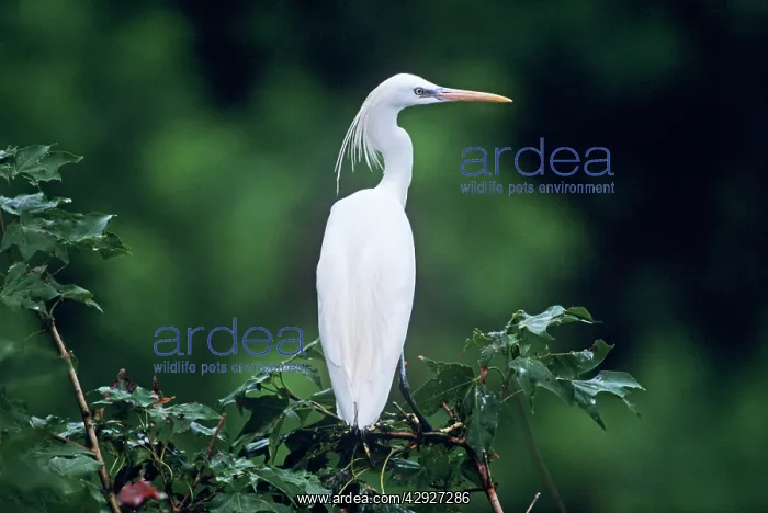 : CHINESE / Swinhoe's EGRET - back view : CHINESE / Swinhoe's EGRET - back view