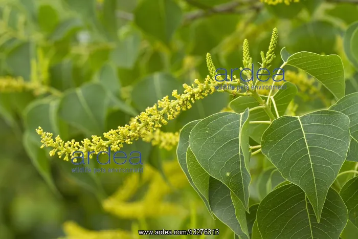 : Chinese tallowtree (Triadica sebifera). Syn.: Sapium : Chinese tallowtree (Triadica sebifera). Syn.: Sapium