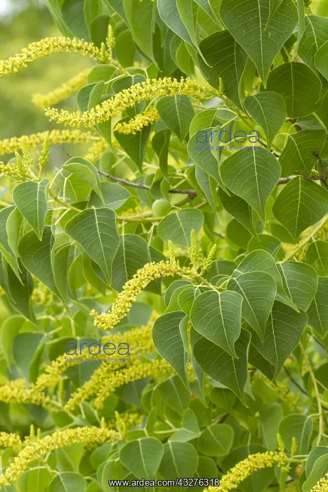 : Chinese tallowtree (Triadica sebifera). Syn.: Sapium : Chinese tallowtree (Triadica sebifera). Syn.: Sapium