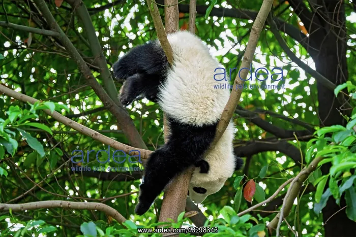  : Chinese tourist symbol and attraction, cute giant
